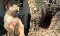 Lady saves near-death kitten and turns it into a cute blue-eyed mischievous fur ball
