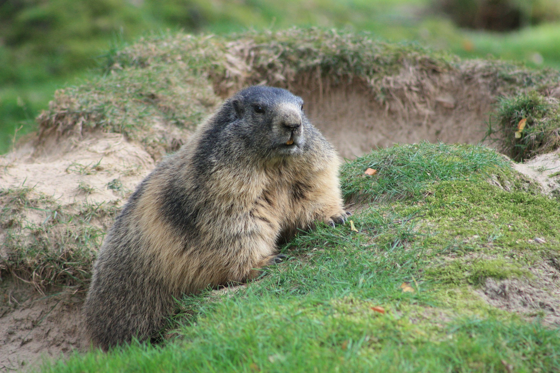 marmot
