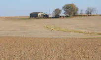 Chinese Importers Buy US Soybean Cargos Despite Congestion at Ports