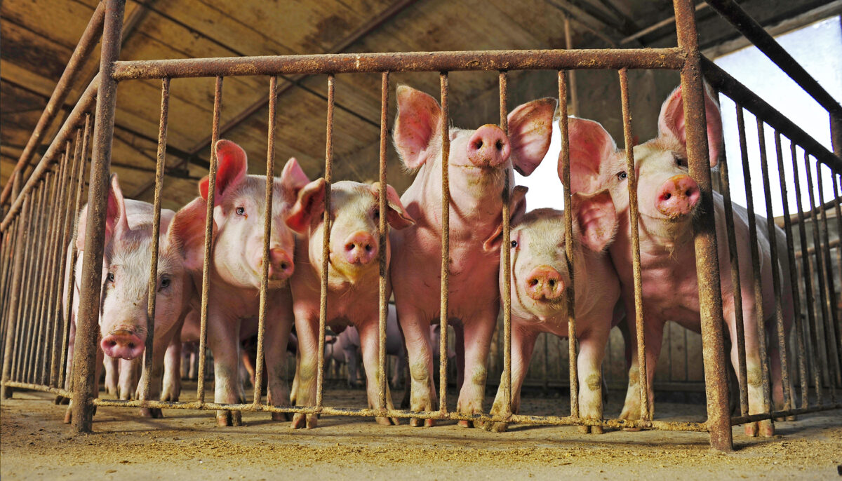 Too Inhumane to Ignore: Uncovering Two Shocking Experiments From ...