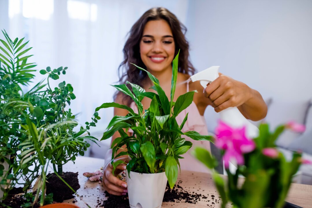 House Plants That Absorb Toxins, Formaldehyde, and Clean Your Air