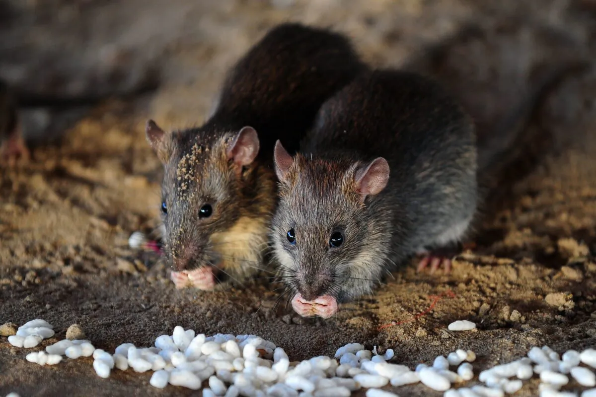 Rats eat grains of puffed rice in Allahabad, India on July 28, 2015. (Sanjay Kanojia/Getty Images)