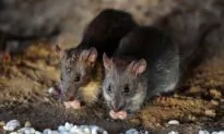 Chinese Citizen Contracts Bubonic Plague After Eating Wild Hare