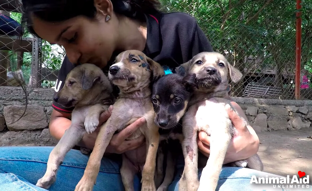 Puppies Found Trapped in Sticky Black Tar in Garbage Dump–but Watch Their  Amazing Transformation