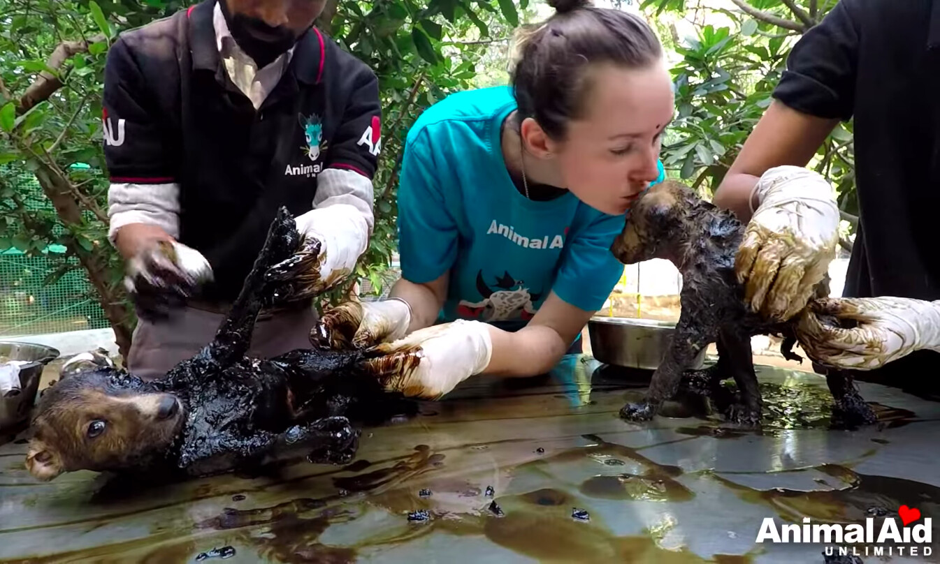 Puppies Found Trapped in Sticky Black Tar in Garbage Dump–but Watch Their  Amazing Transformation