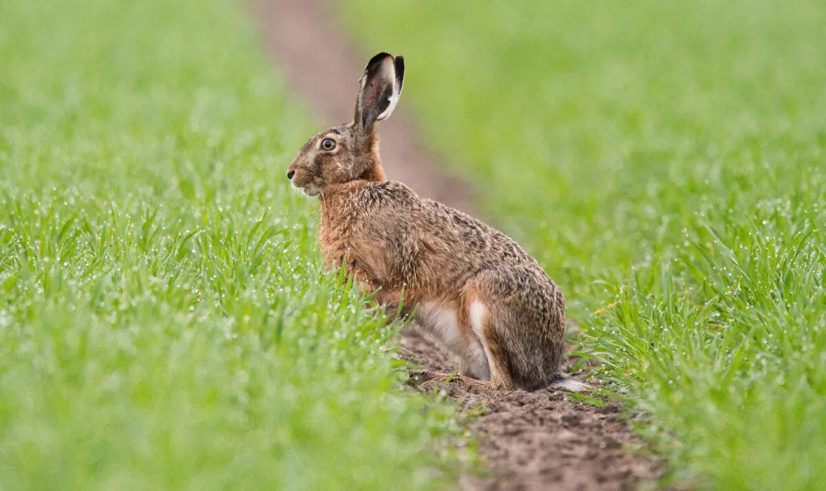 A hare sitting on a field in Algermissen near Hanover, northwestern Germany on April 10, 2019. (Moritz Frankenberg/DPA/AFP via Getty Images)