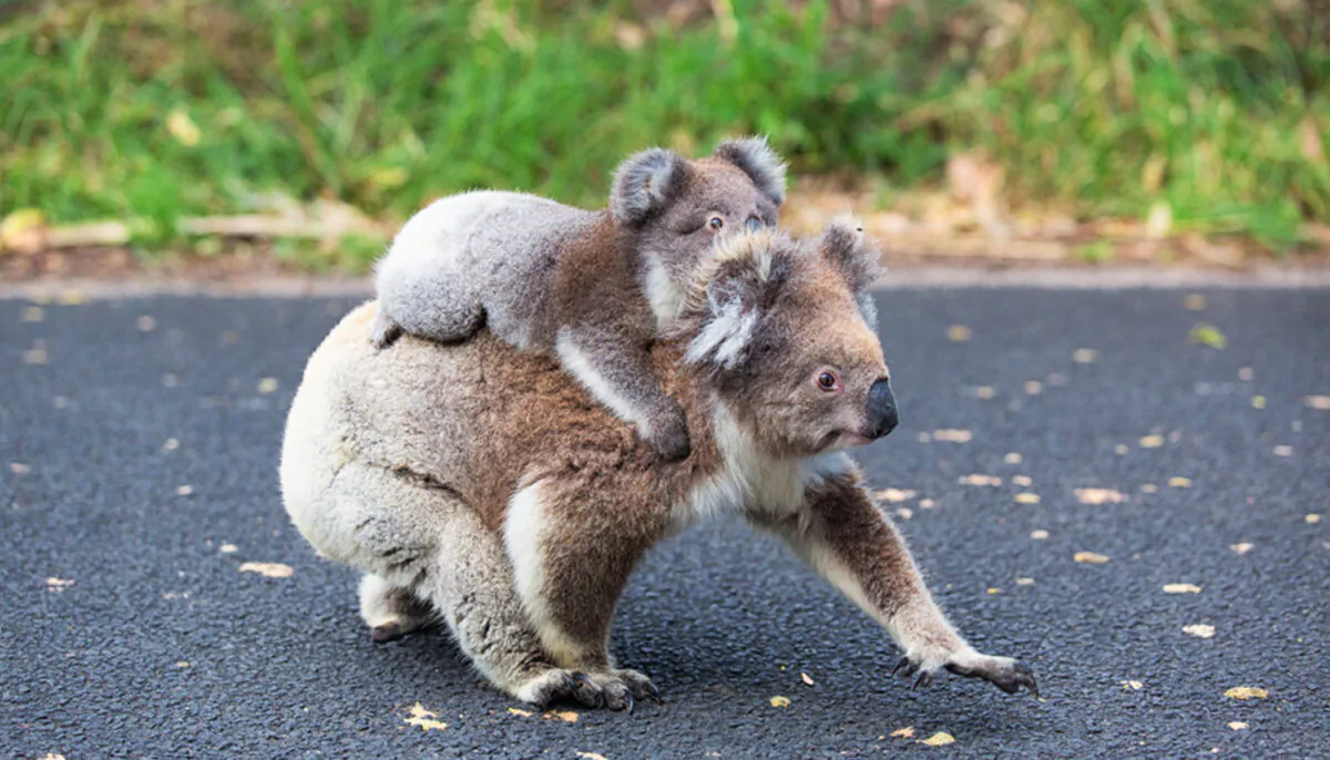A mother Koala and her joey. (Illustration - Shutterstock) 