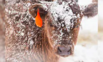 Photos of Cattle Farmer Using Woolly Earmuffs to Protect Baby Cows From Frostbite Go Viral