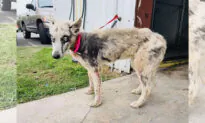 Can You Believe This Beautiful Husky Was on the ‘to-be-euthanized’ List? She’s Now Lovin’ Life