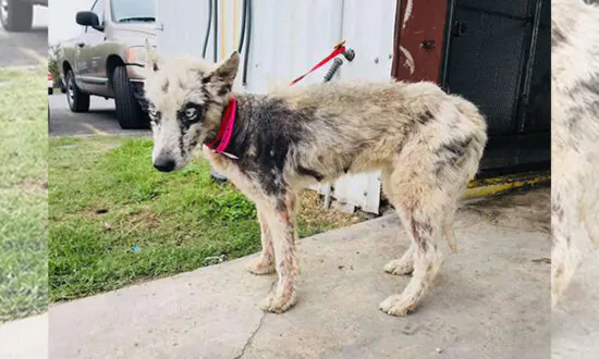 Can You Believe This Beautiful Husky Was on the ‘to-be-euthanized’ List? She’s Now Lovin’ Life