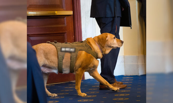 ‘man’s Best Friend’ Turned ‘best Man’: Service Dog Stands By Wounded 