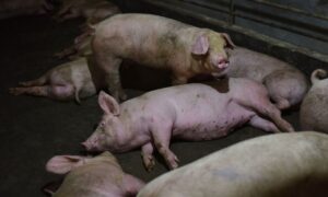 Feed Shortage Leads to Pig Cannibalism, China’s Economy Worsens