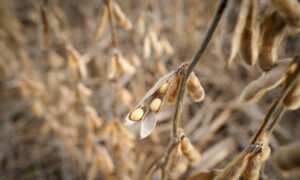 Chinese Importers Scoop Up Brazilian Soybeans Amid US Trade Uncertainty
