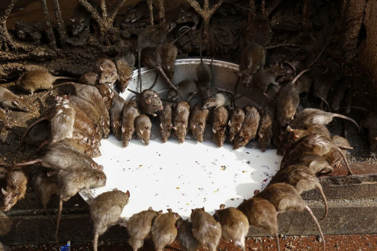Rats drink from bowl of milk at a temple in Deshnoke near Bikaner, in the Indian state of Rajasthan on Dec. 24, 2018. (Himanshu Sharma/AFP via Getty Images)