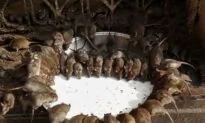 Rat Population Out of Control in China’s Inner Mongolia as People Fear the Plague is Spreading