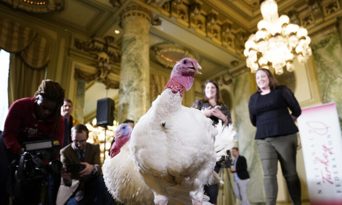 Bread and Butter, the National Thanksgiving Turkey and its alternate, are shown to members of the media during a press conference held by the National Turkey Federation Nov. 25, 2019 at the Willard Hotel in Washington, DC. (Win McNamee/Getty Images)