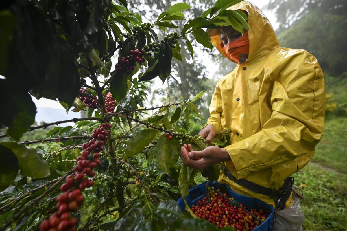 A man harvests coffee in Santuario municipality, Risaralda department, Colombia, on May 10, 2019. (Raul Arboleda/AFP via Getty Images)
