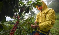 Coffee Prices Rise as Bad Harvests Squeeze Supply: Reports