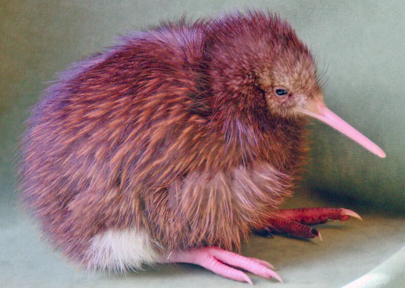 kiwi bird