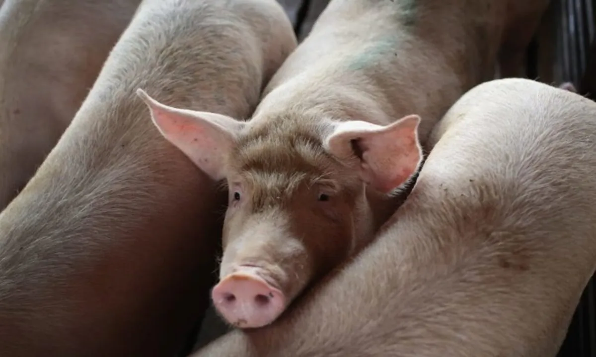 Hogs are pictured on the farm of Ted Fox on July 25, 2018 near Osage, Iowa. (Scott Olson/Getty Images)