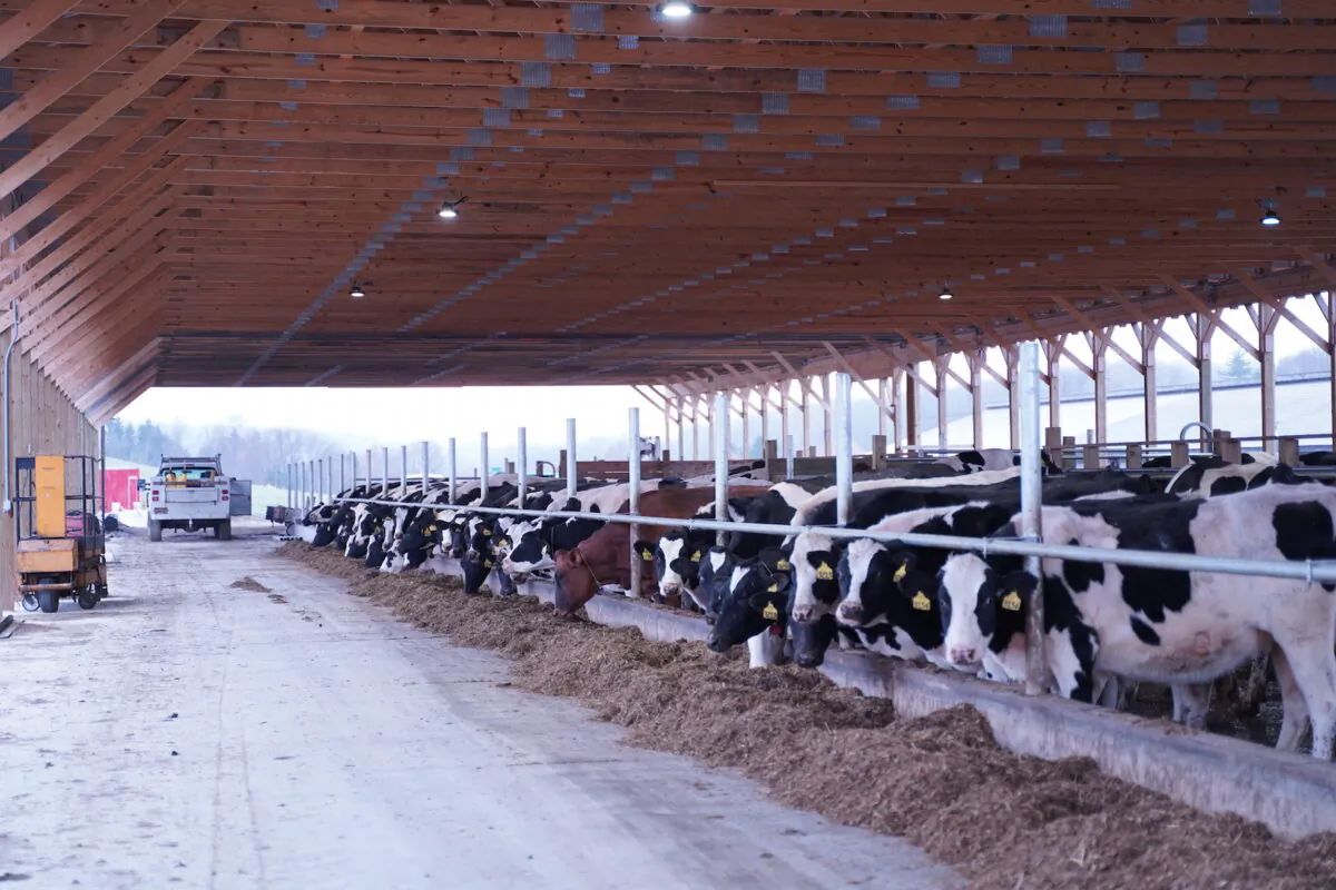 The new barn under construction on Paul Fouts' dairy farm in central New York on November 11, 2019. (Cara Ding/The Epoch Times)