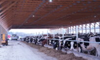 US Dairy Export Council: No Food Supply Shortage