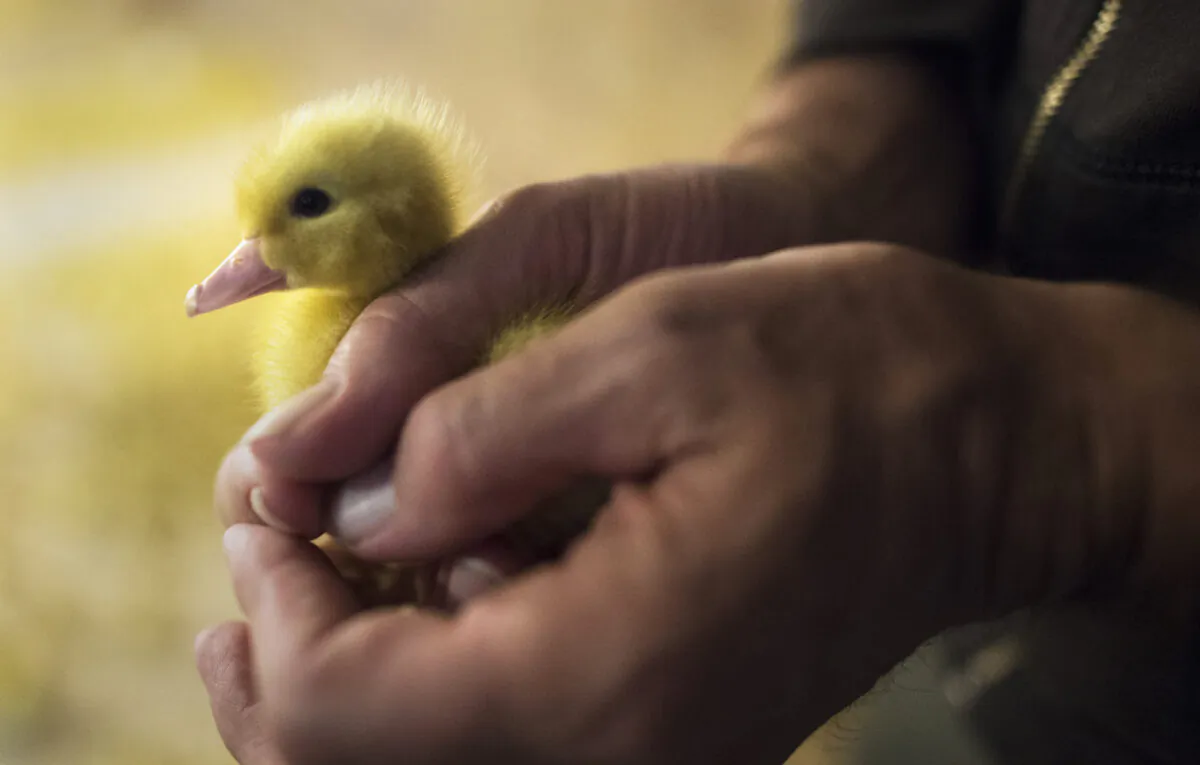 Marcus Henley, manager of Hudson Valley Duck Farm, holds a young duckling as he explains the process of raising the ducks at Hudson Valley Duck Farm in Ferndale, New York, on Dec.15, 2017. (Don Emmert/AFP via Getty Images)