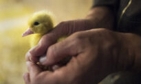 The Final Fight for Foie Gras in the US
