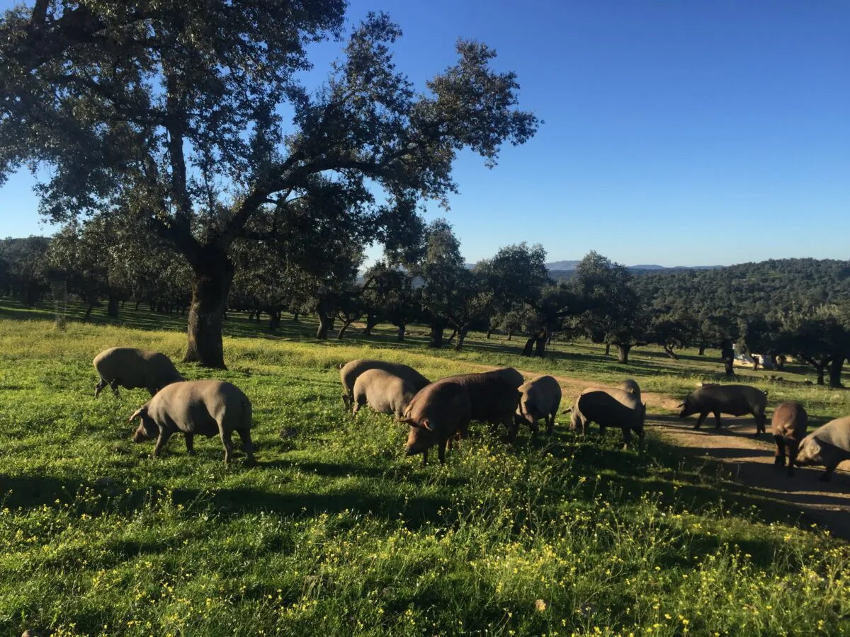 Black Iberian pigs. (Extremadura Tourist Board)