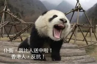 Hong Kong Supporters Chat About Pandas on Thanksgiving Day, While China Intensifies Threats