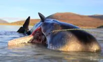 Sperm Whale Found Dead With ‘Horrific’ 220-Pound ‘Litter Ball’ in Its Stomach