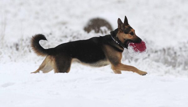 Dog playing in snow