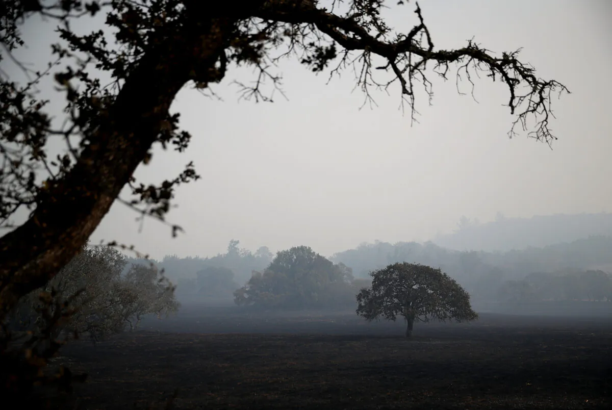 A lone oak tree stands in a field in Glen Ellen, Calif., on Oct. 10, 2017. (Justin Sullivan/Getty Images)