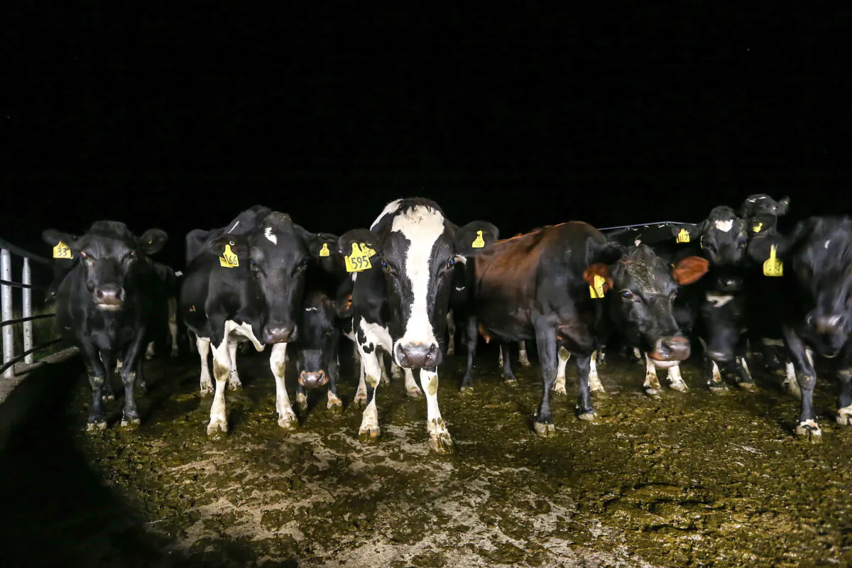 Cows at the Synlait dairy farm stand in Christchurch, New Zealand on May 25, 2015. (Martin Hunter/Getty Images)