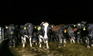 China Approves New Zealand's Synlait Milk to Sell Infant Formula to Country