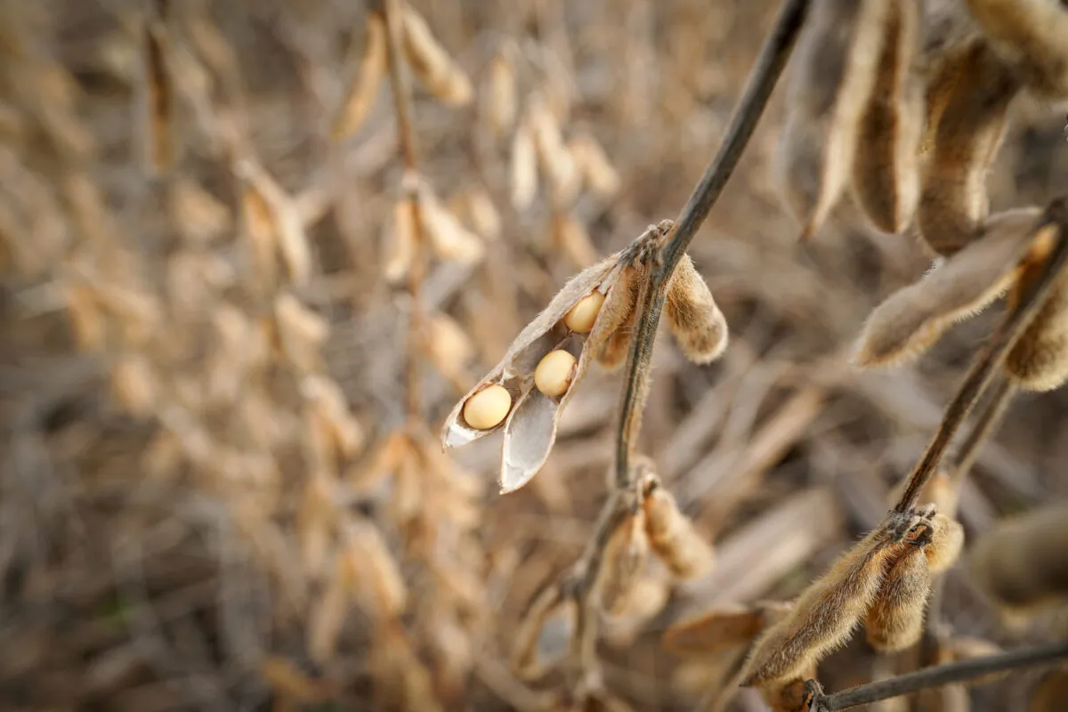 Soybeans in a field on Hodgen Farm in Roachdale, Indiana, U.S. on Nov. 8, 2019. (Bryan Woolston/Reuters)