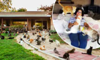 California ‘Crazy Cat Lady’ Shares Her Home With 1,100 Feral Felines, Finds New Homes for Them