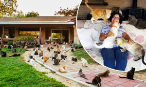California 'Crazy Cat Lady' Shares Her Home With 1,100 Feral Felines, Finds New Homes for Them