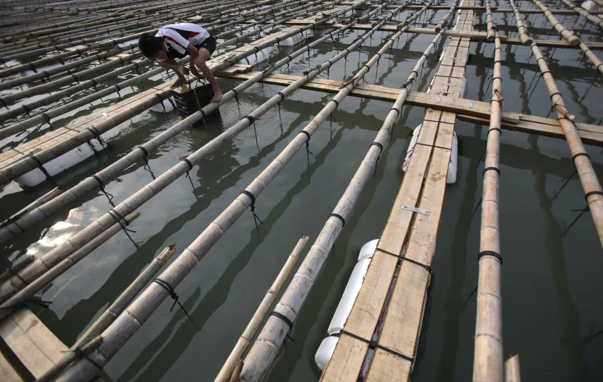A worker checks the growth of abalone in a fish farm at Taijiang Village in Xiapu County of Fujian Province, China on Oct. 17, 2017. (China Photos/Getty Images)