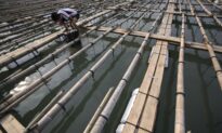 Chinese Abalone Farmers Suffer Huge Losses