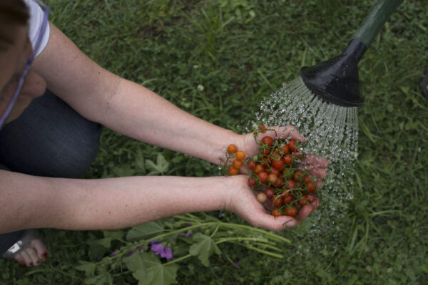 harvested-tomatoes