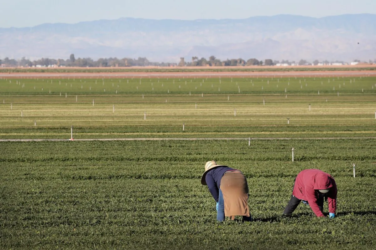 Farm workers pull weeds in a field of organic spinach growing near the U.S.-Mexico border near El Centro, Calif., on Jan. 25, 2019. (Scott Olson/Getty Images)