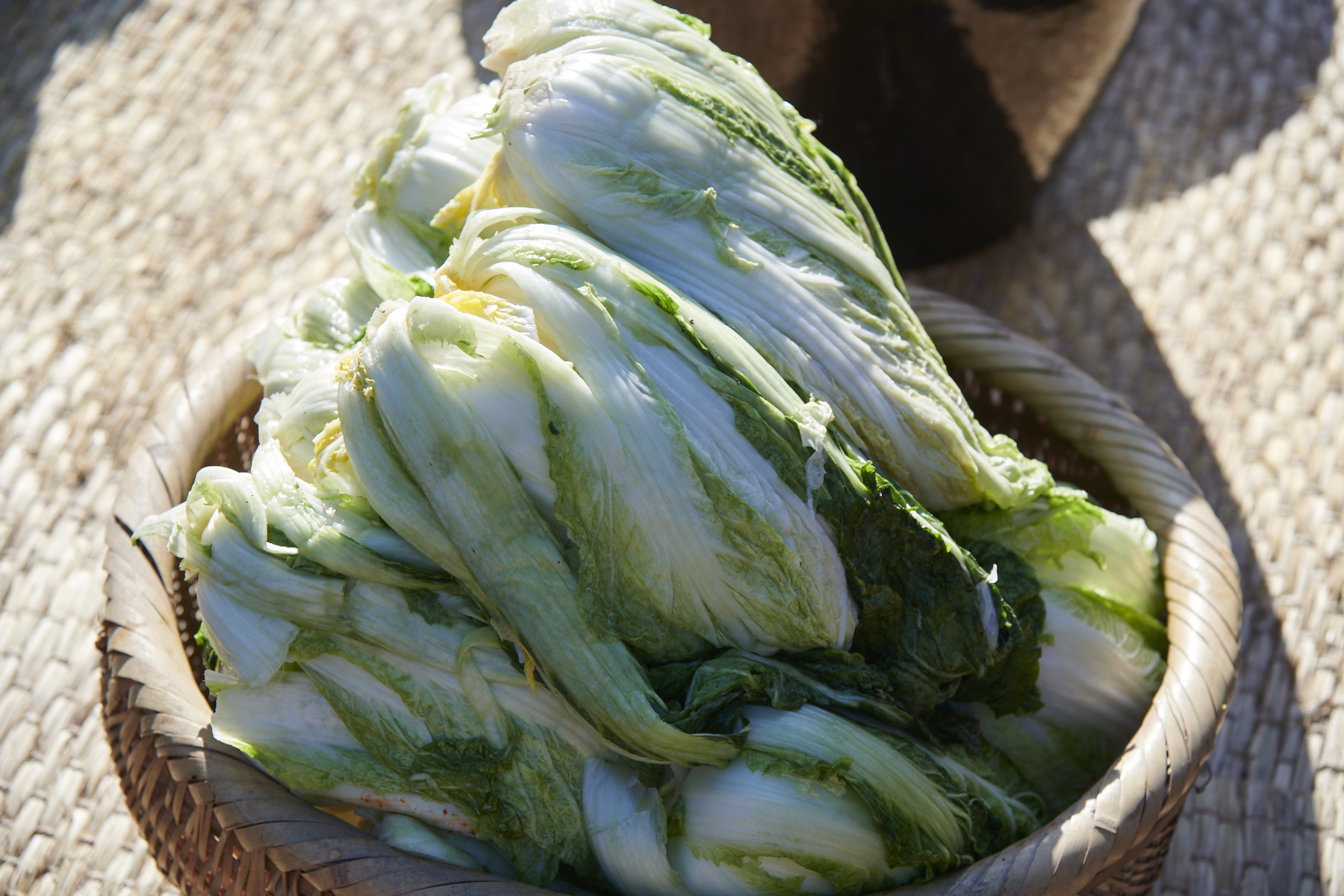 whole heads of brined napa cabbage