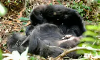 Gorillas Grieve Their Dead and Have Funerals for Them Just Like Humans