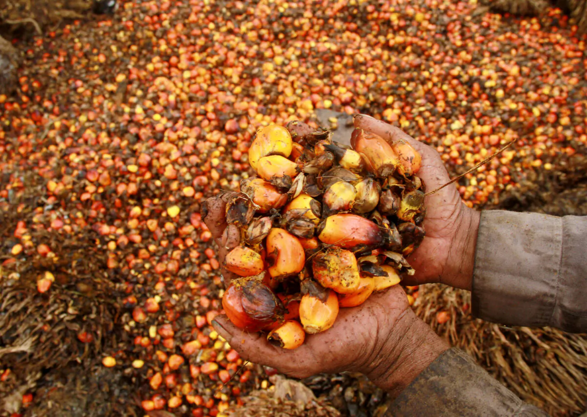 A worker shows palm oil fruits at palm oil plantation in Topoyo village in Mamuju, Indonesia, Sulawesi Island, March 25, 2017. (Antara Foto/Akbar Tado/via Reuters)