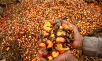 Indonesia Files WTO Palm Oil Suit as Tensions With EU Grow