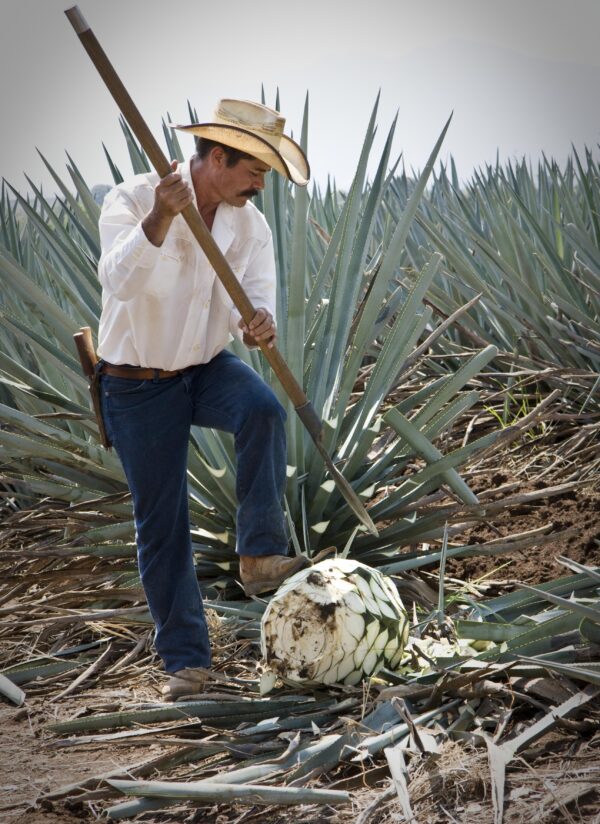 Cuervo