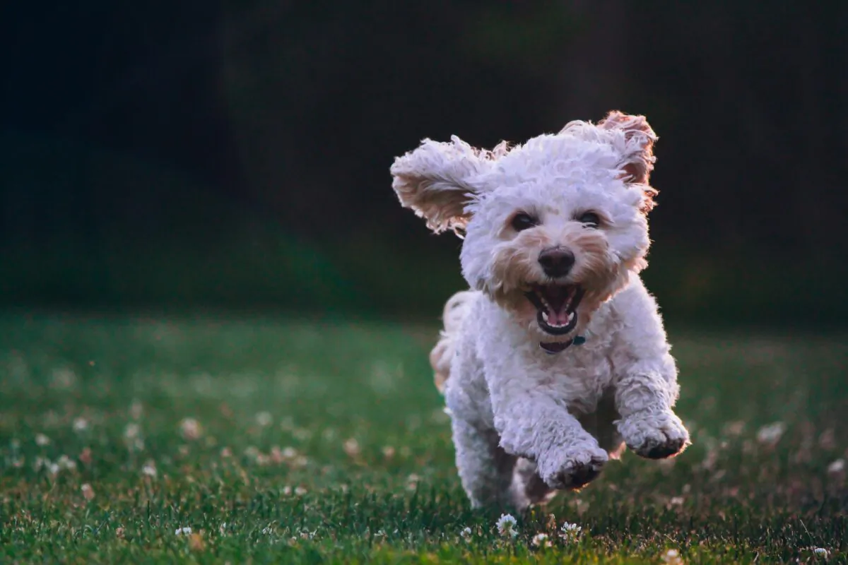 For the vast majority of dogs (with the possible exception of senior canines) walks alone will not meet their exercise needs.  (Unsplash)