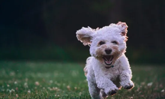 What to Do When the Kids Want a Dog for Christmas