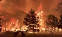 Australian Father-to-Be Dies in Truck Flip During Efforts to Fight Bushfires